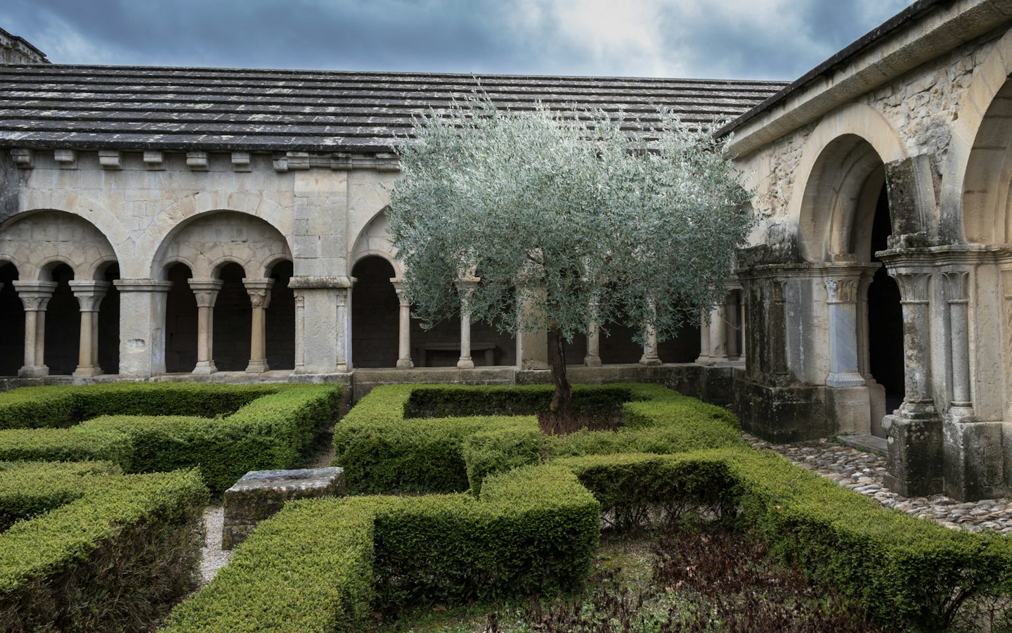 Albero di ulivo in un chiostro con giardino e porticato.